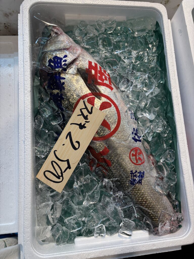 【魚好き必見】豊洲市場のすべて|マグロ・鮮魚・魚がし横丁・買い方ガイド