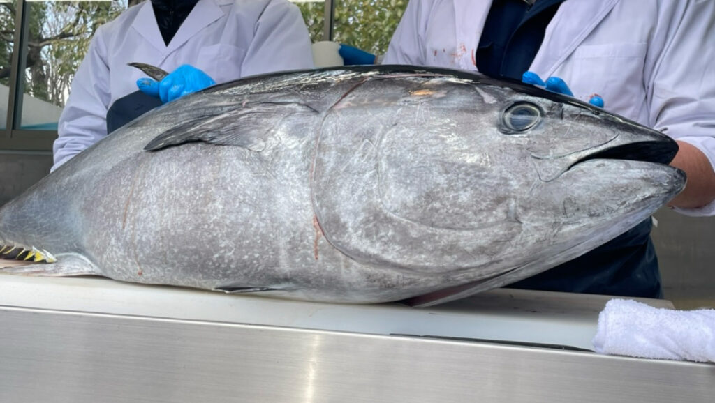 Tuna [Types / Cuts / Season / Buying / Recipes / Sustainability]