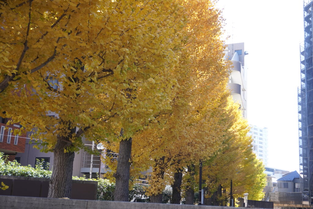 Pizzeria Chiacchierone口コミ@野毛山動物園おしゃれランチ