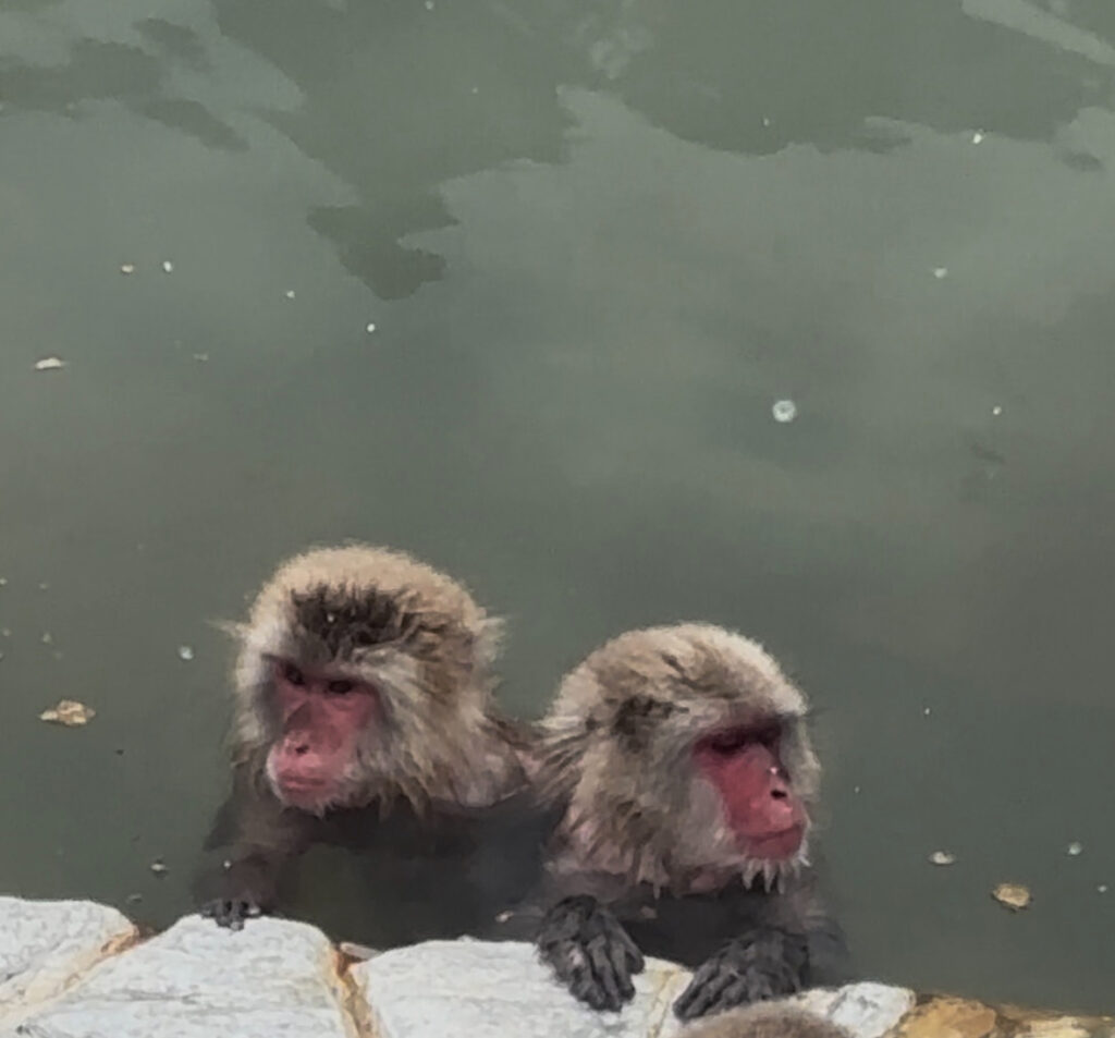 猿@高崎山&函館山有名な動物園でなくとも大好きになれる