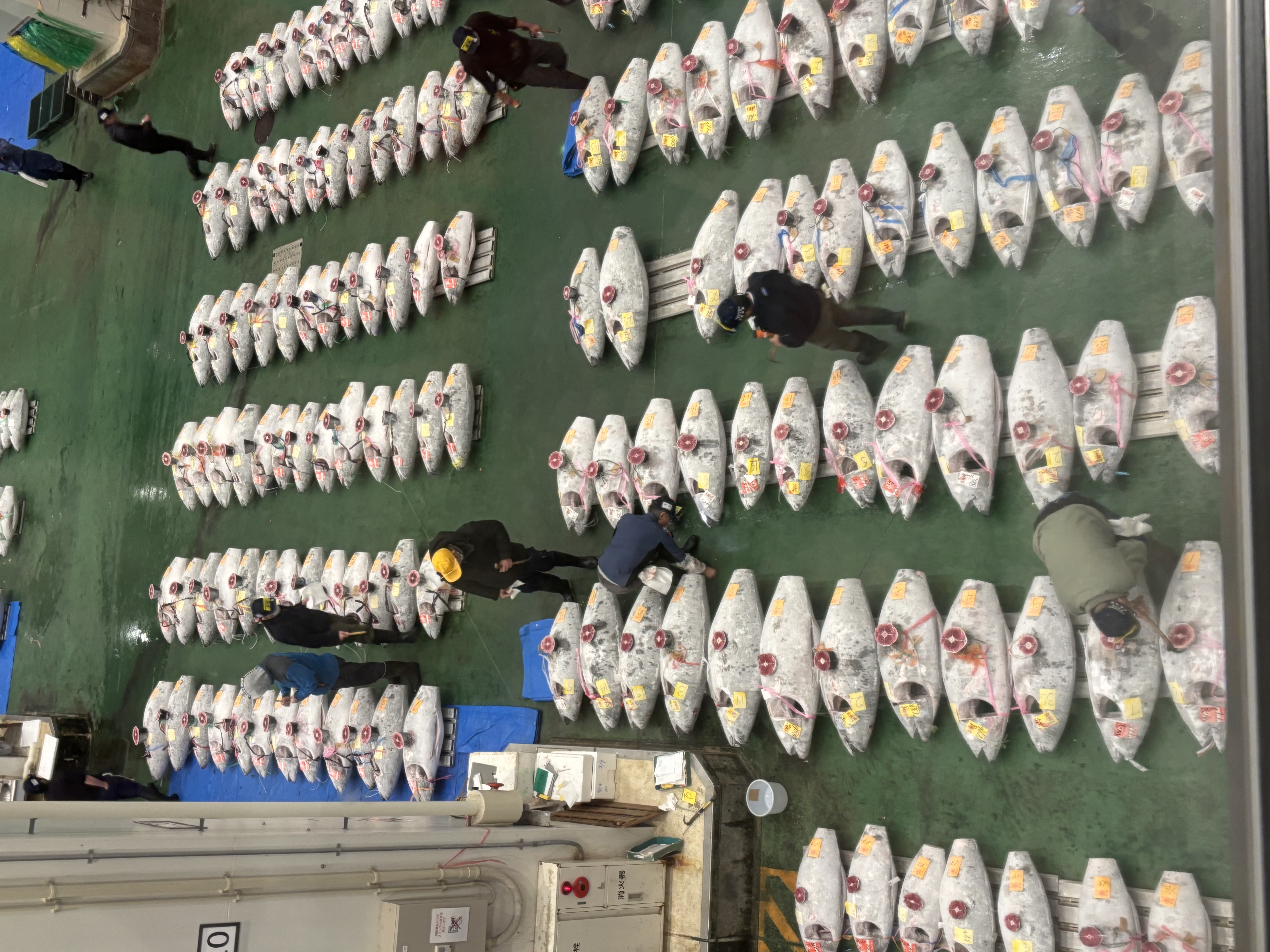 Tuna at the Toyosu Market auction