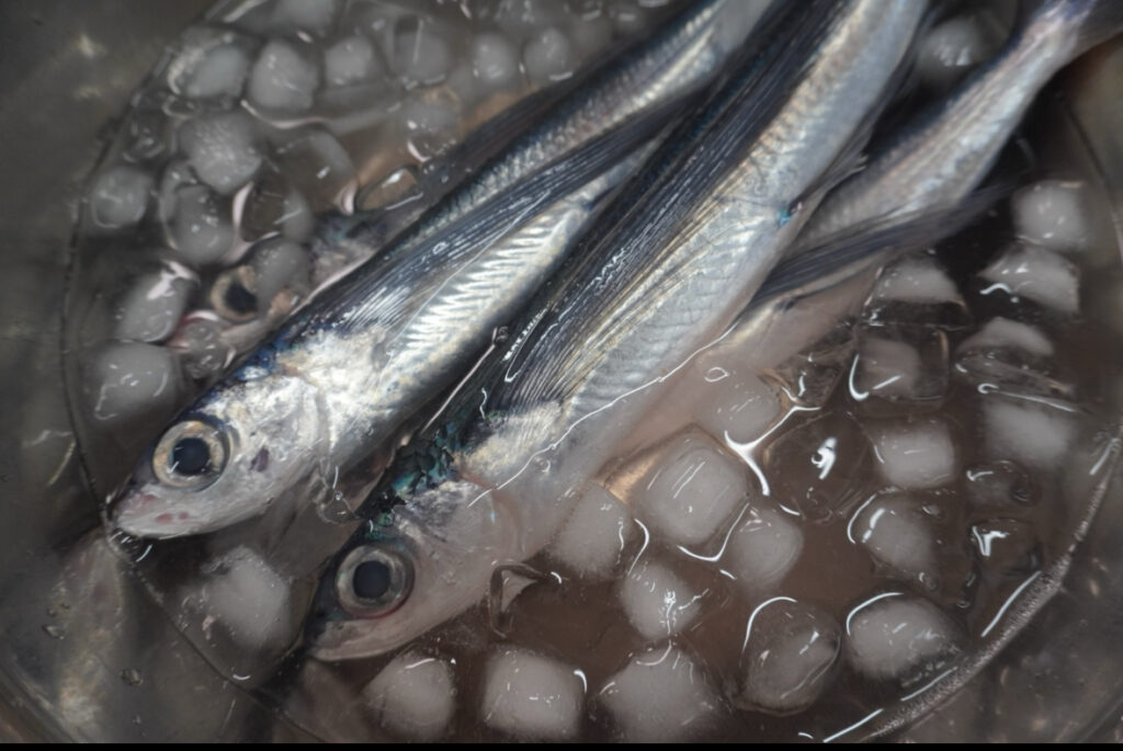 飛び魚。卵も美味しい塩焼き・刺身