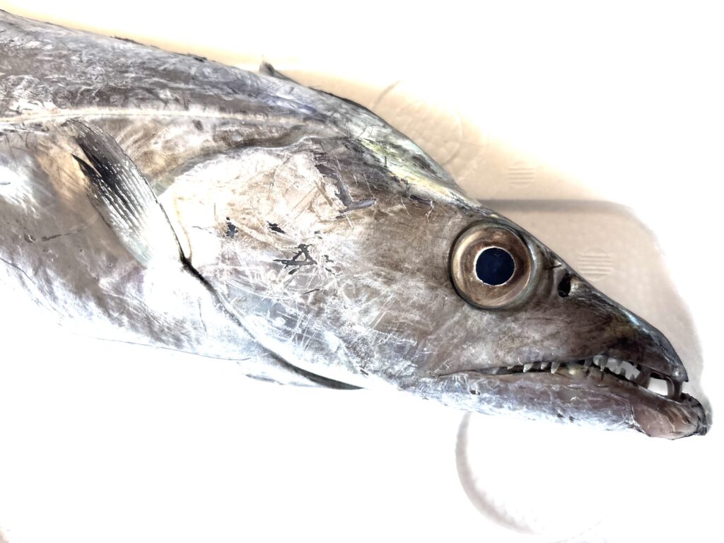 Cutlassfish (Tachiuo) – Species Guide, Cooking, Recipes, and Fishing in Japan