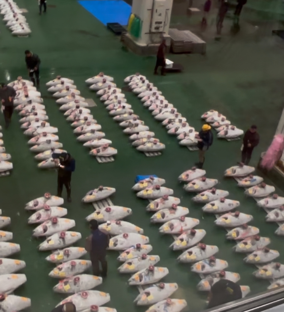 Tsukiji vs Toyosu: Which Tokyo Fish Market Should a Sushi Lover Visit?
